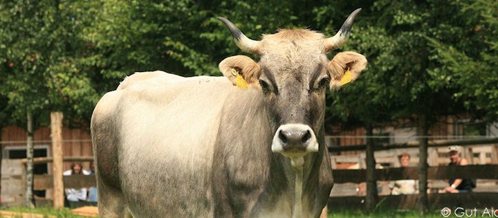 Het verhaal van de zwitserse koe Linda